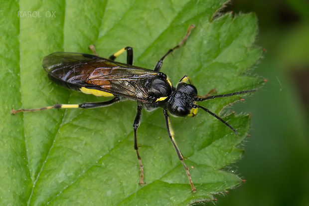 piliarka Tenthredo trabeata