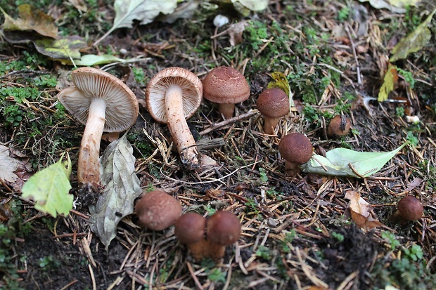 čírovka škridlicovitá Tricholoma vaccinum (Schaeff.) P. Kumm.