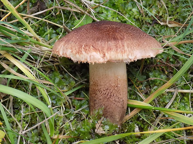 čírovka škridlicovitá Tricholoma vaccinum (Schaeff.) P. Kumm.