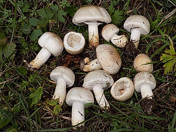 pečiarka Agaricus sp.