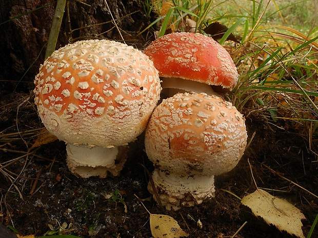 muchotrávka červená Amanita muscaria (L.) Lam.