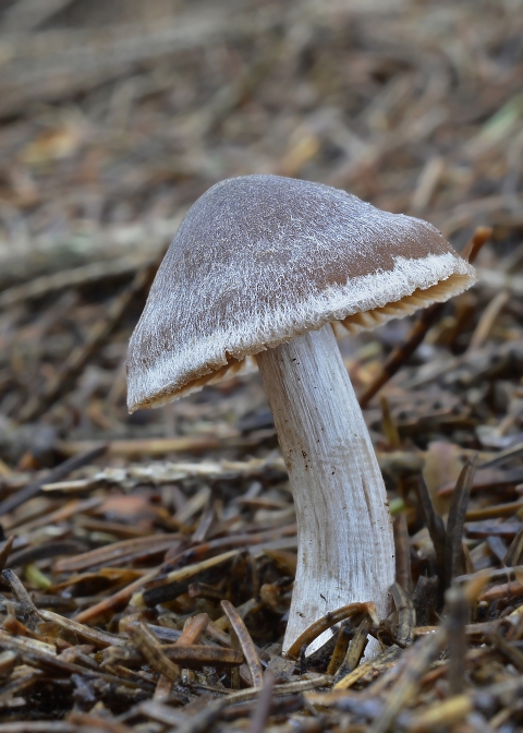 pavučinovec Cortinarius sp.