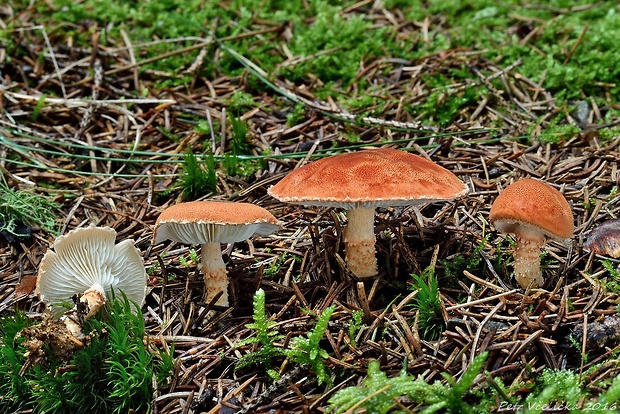 zrnivka rumelková Cystodermella cinnabarina (Alb. & Schwein.) Harmaja