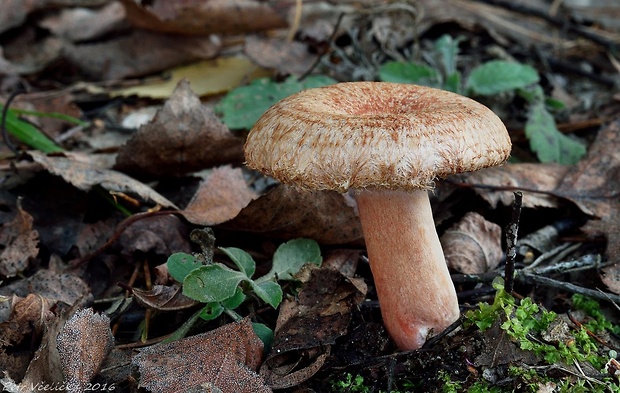 rýdzik kravský Lactarius torminosus (Schaeff.) Gray