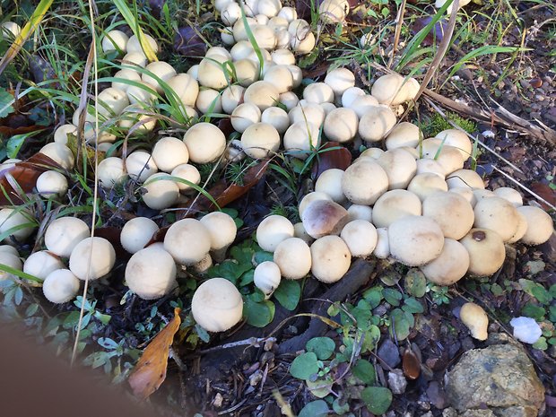 prášnica  Lycoperdon marginatum Vittad.