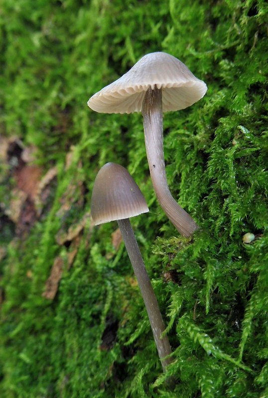 prilbička ryhovaná Mycena polygramma (Bull.) Gray