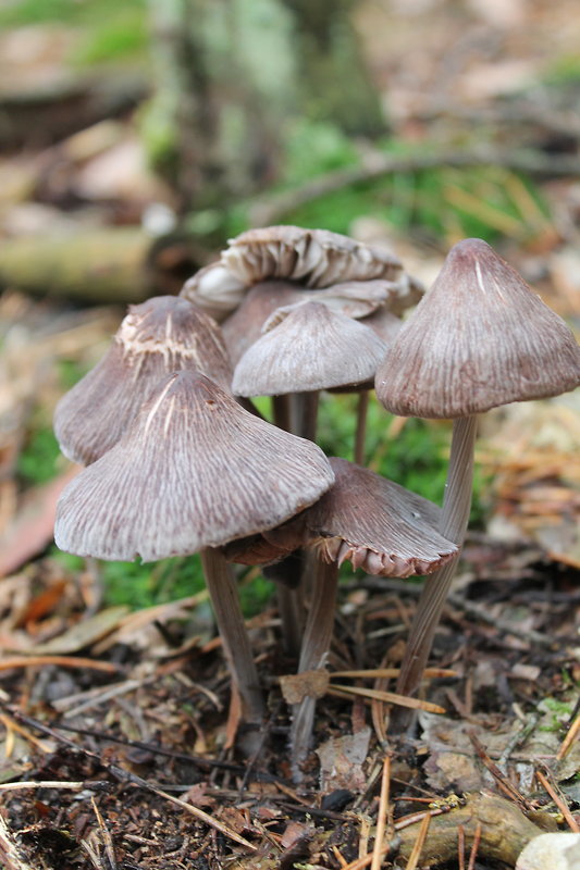 prilbička ryhovaná Mycena polygramma (Bull.) Gray