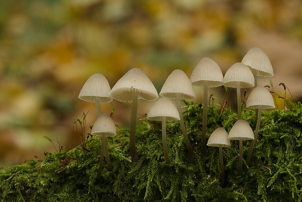 prilbička Mycena sp.