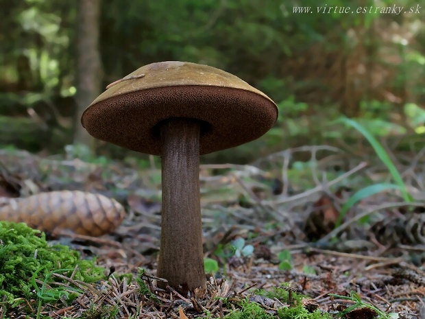 tmavohríb obyčajný Porphyrellus porphyrosporus (Fr. & Hök) E.-J. Gilbert