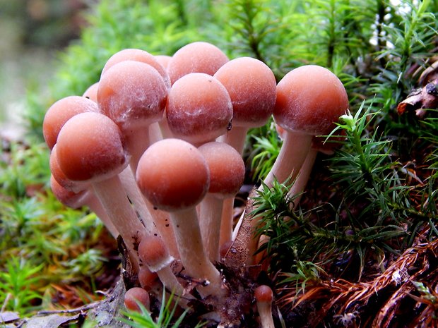 drobuľka vodomilná Psathyrella piluliformis (Bull.) P.D. Orton