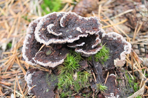 plesňovka zemná Thelephora terrestris Ehrh.