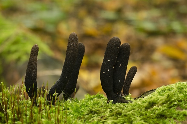 drevnatec štíhly Xylaria longipes Nitschke