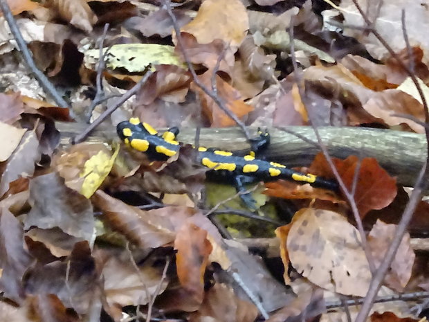 salamandra škvrnitá salamandra salamandra