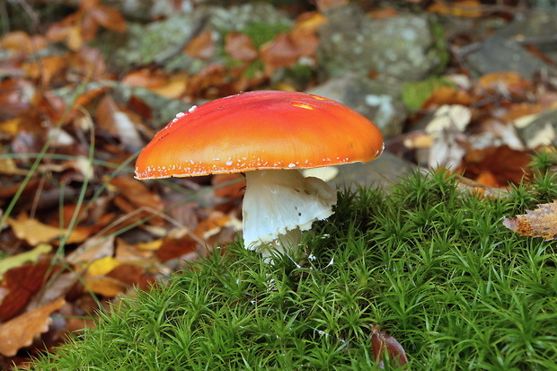 muchotrávka červená Amanita muscaria (L.) Lam.