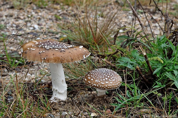 muchotrávka tigrovaná Amanita pantherina (DC.) Krombh.