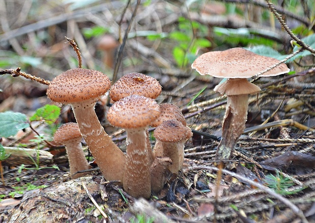 podpňovka tmavá Armillaria ostoyae (Romagn.) Herink