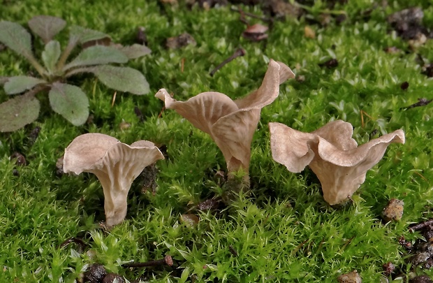 rebrovička lopatkovitá Arrhenia spathulata (Fr.) Redhead