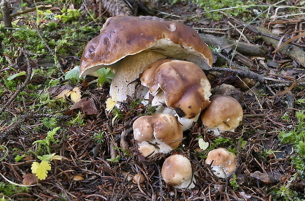 hríb smrekový Boletus edulis Bull.