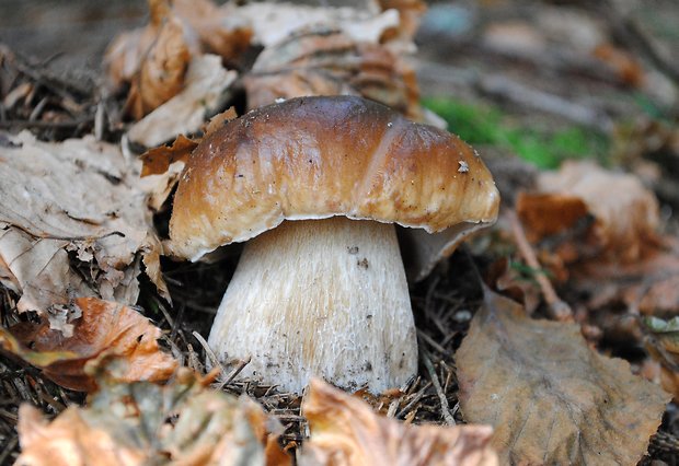 hríb smrekový Boletus edulis Bull.