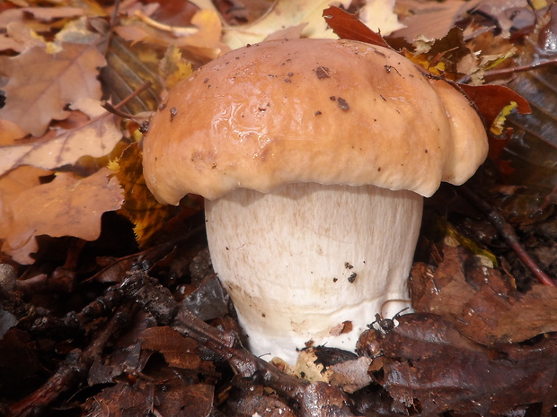 hríb smrekový Boletus edulis Bull.