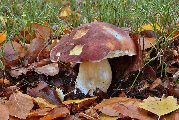 hríb sosnový Boletus pinophilus Pil. et Dermek in Pil.