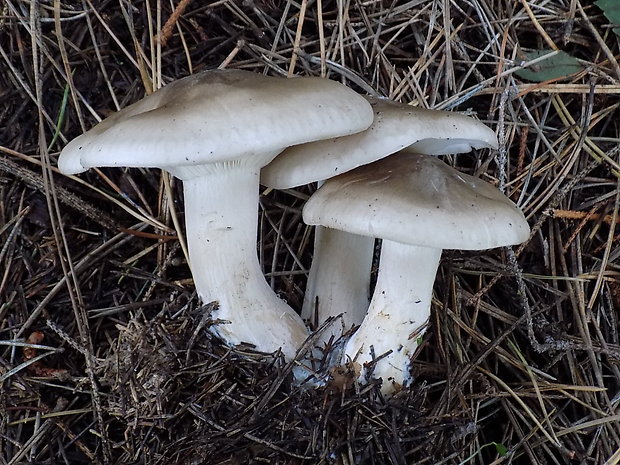 strmuľka inovaťová Clitocybe nebularis (Batsch) P. Kumm.