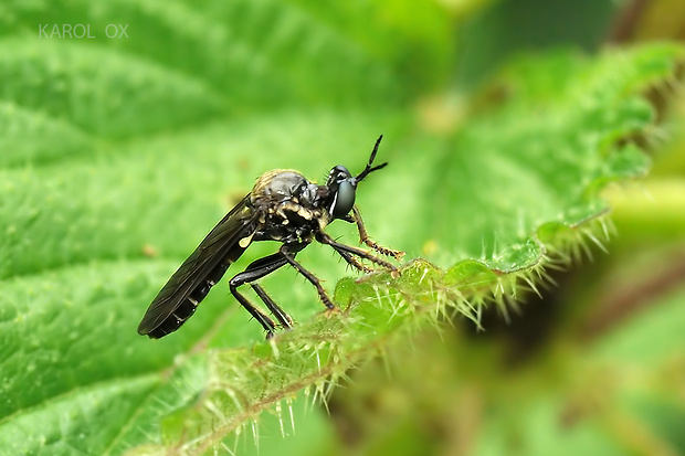 muchárka Dioctria sp. ♀