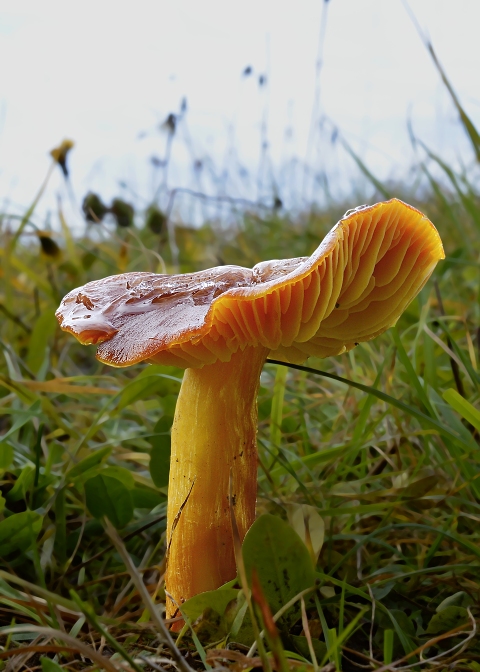 lúčnica granátovočervená Hygrocybe punicea (Fr.) P. Kumm.