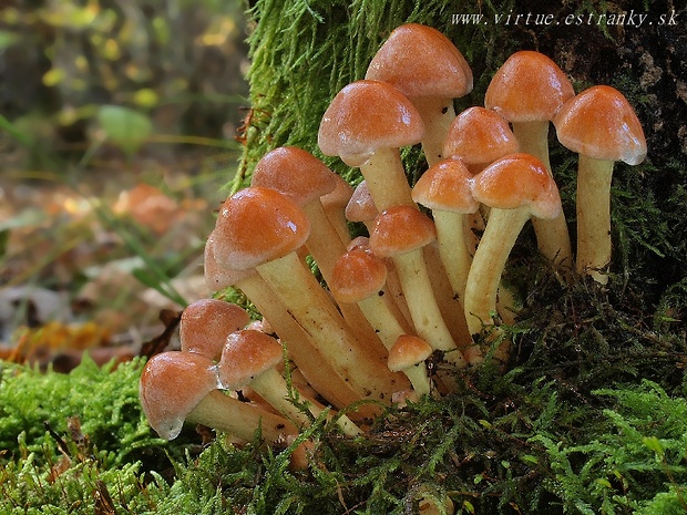 strapcovka tehlovočervená Hypholoma lateritium (Schaeff.) P. Kumm.