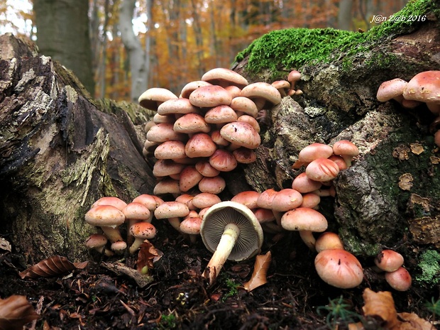 strapcovka tehlovočervená Hypholoma lateritium (Schaeff.) P. Kumm.