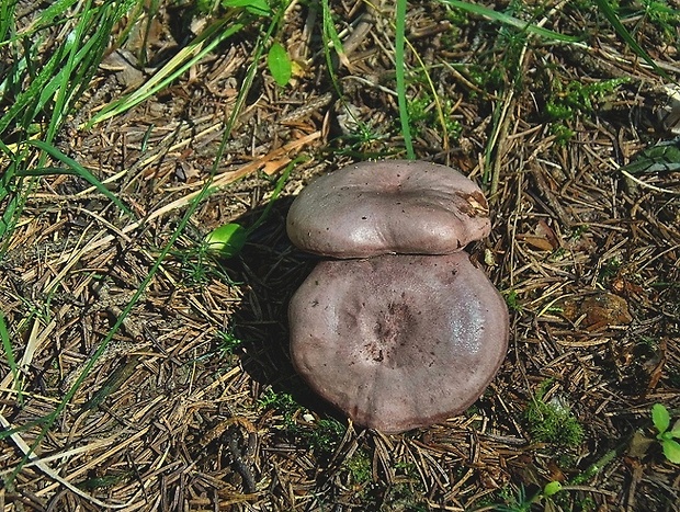 rýdzik severský Lactarius trivialis (Fr.) Fr.