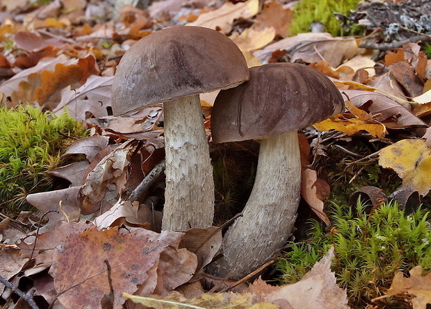 kozák sivohnedý Leccinum cyaneobasileucum Lannoy & Estadès