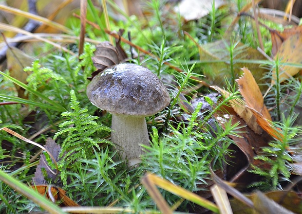 kozák rozličnofarebný Leccinum variicolor Watling