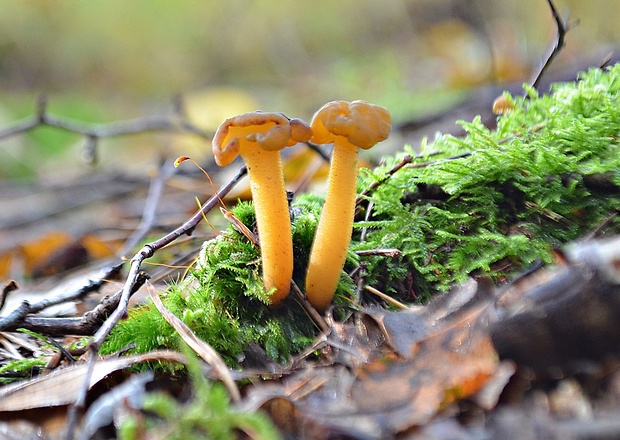 klincovka slizká Leotia lubrica (Scop.) Pers.