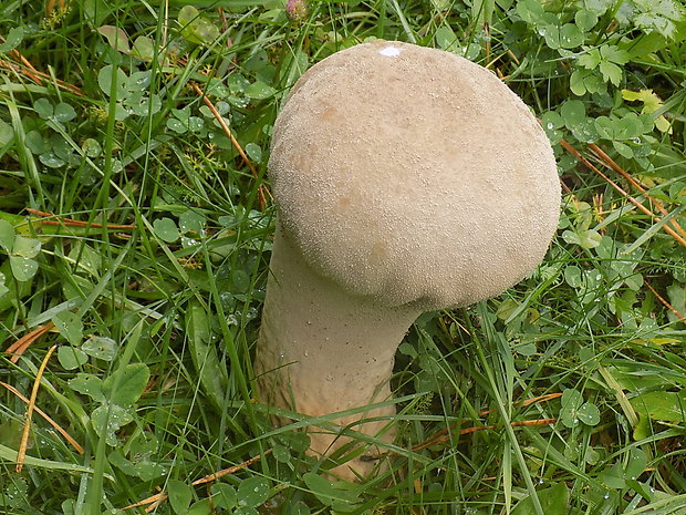 rozpadavec stopkatý Lycoperdon excipuliforme (Scop.) Pers.