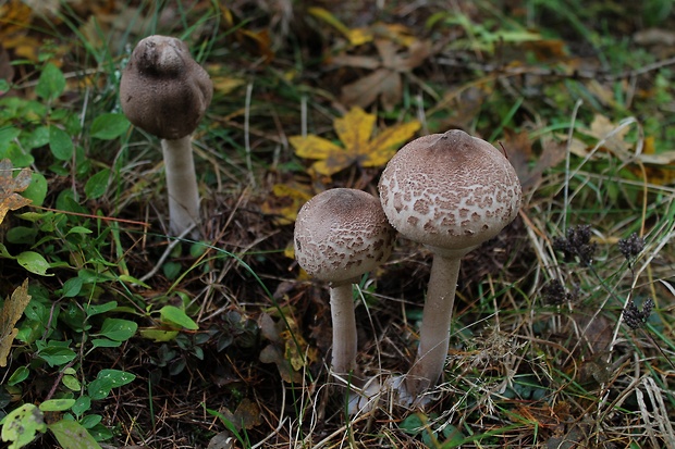 bedľa Macrolepiota sp.