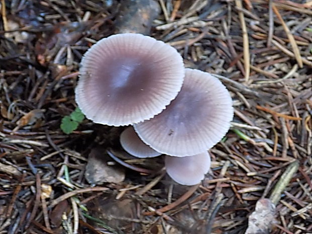 prilbička reďkovková Mycena pura (Pers.) P. Kumm.