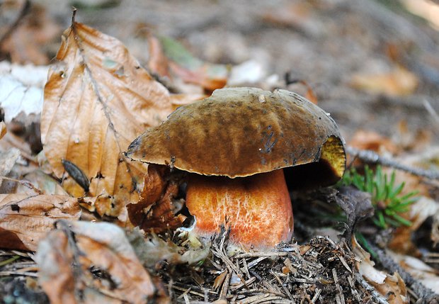 hríb zrnitohlúbikový Sutorius luridiformis (Rostk.) G. Wu & Zhu L. Yang