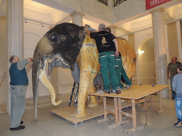preparace slona indického