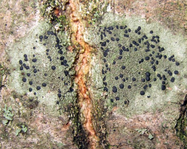 buélia bodkovaná Amandinea punctata