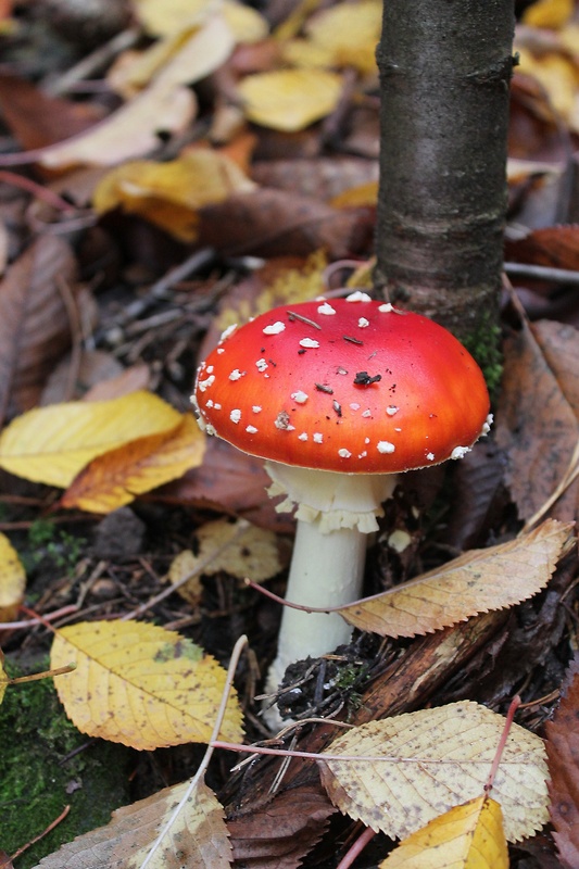 muchotrávka červená Amanita muscaria (L.) Lam.