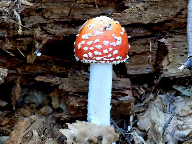 muchotrávka červená Amanita muscaria (L.) Lam.