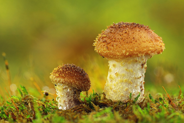 podpňovka žltá Armillaria gallica Marxm. & Romagn.