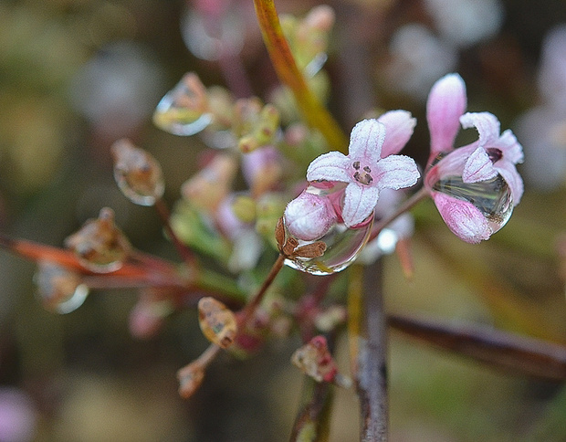 marinka psia Asperula cynanchica L.