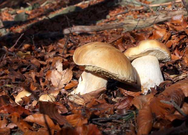 hríb smrekový Boletus edulis Bull.