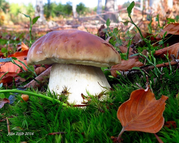 hríb smrekový Boletus edulis Bull.