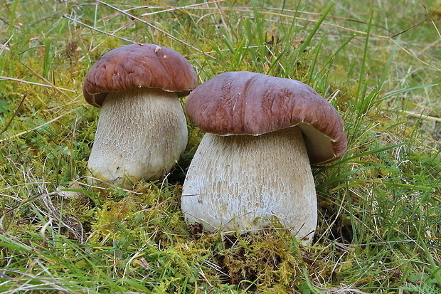 hríb smrekový Boletus edulis Bull.