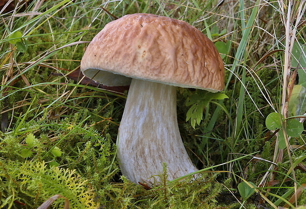 hríb smrekový Boletus edulis Bull.