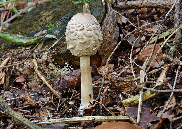 bedľa červenejúca Chlorophyllum rachodes (Vittad.) Vellinga