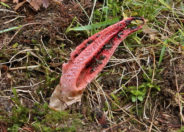 mrežovka kvetovitá Clathrus archeri (Berk.) Dring